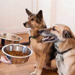 top pet food brands reviews