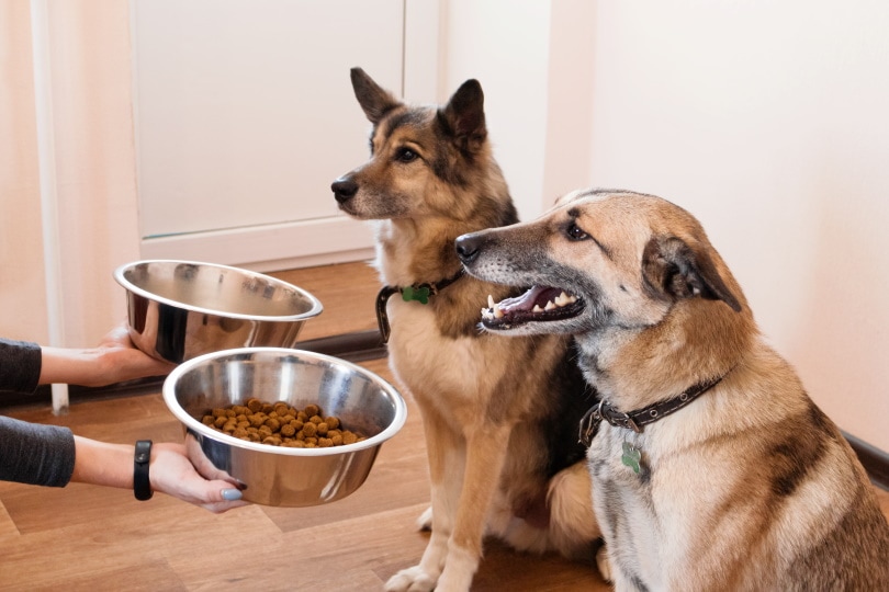 top pet food brands reviews