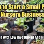 How to Start a Plant Nursery