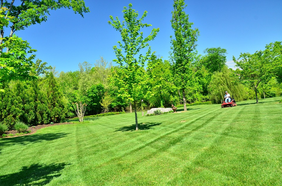 Lawn Care and Maintenance