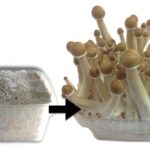 Mushroom Cultivation Supplies