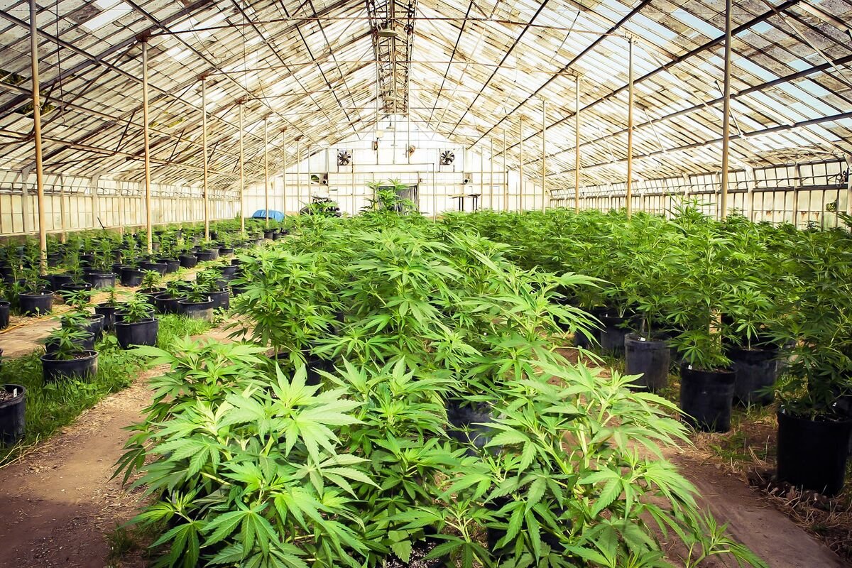 Finding Trusted Dispensaries Near Me for a Better Cannabis Experience